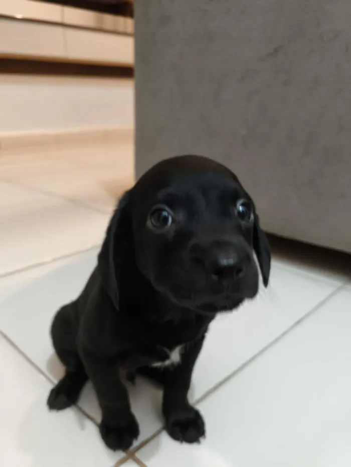 Cachorro raça SRD-ViraLata idade Abaixo de 2 meses nome Otto 