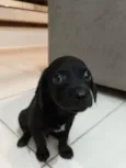 Otto