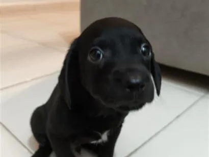Cachorro raça SRD-ViraLata idade Abaixo de 2 meses nome Otto 