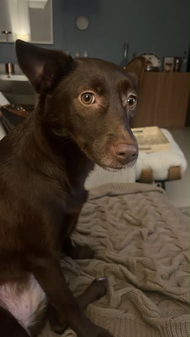 Cachorro raça SRD-ViraLata idade 1 ano nome Mel