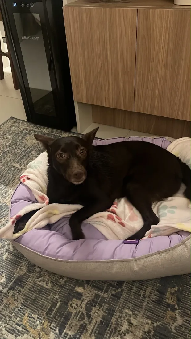 Cachorro raça SRD-ViraLata idade 1 ano nome Mel