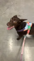 Mel