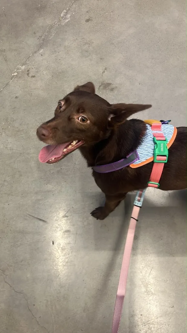 Cachorro raça SRD-ViraLata idade 1 ano nome Mel