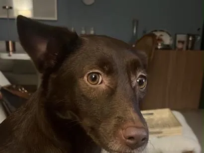 Cachorro raça SRD-ViraLata idade 1 ano nome Mel