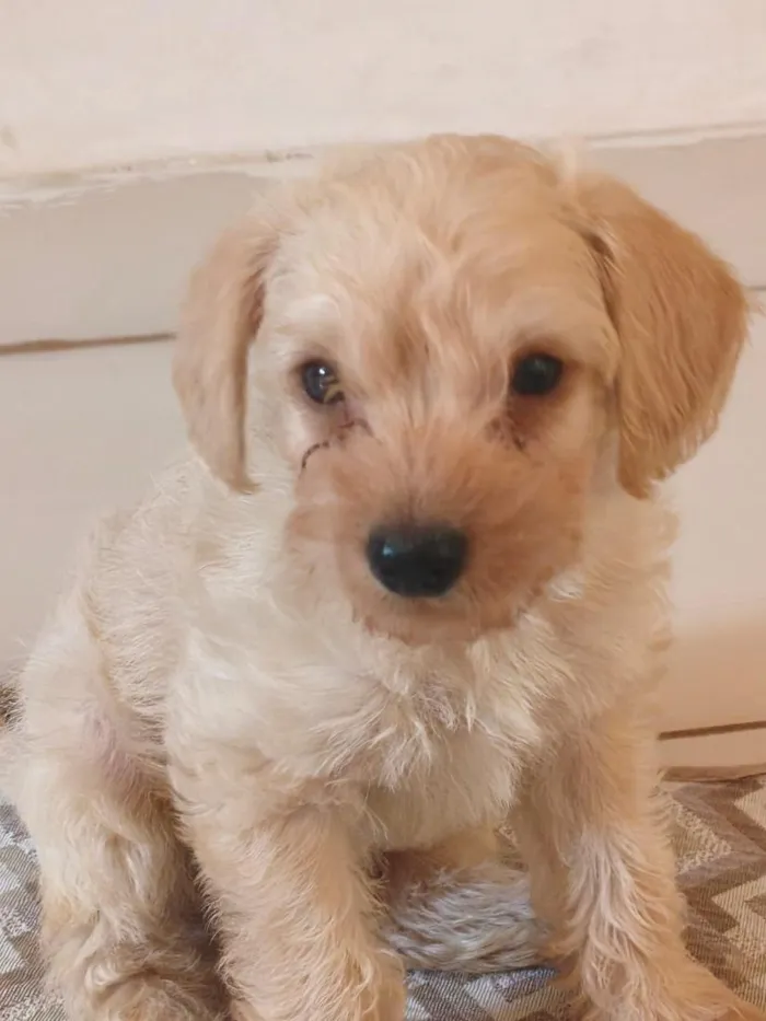 Cachorro raça SRD-ViraLata idade Abaixo de 2 meses nome Júnior 
