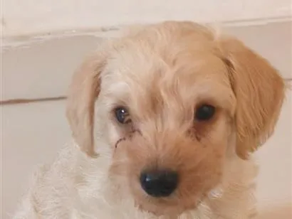 Cachorro raça SRD-ViraLata idade Abaixo de 2 meses nome Júnior 