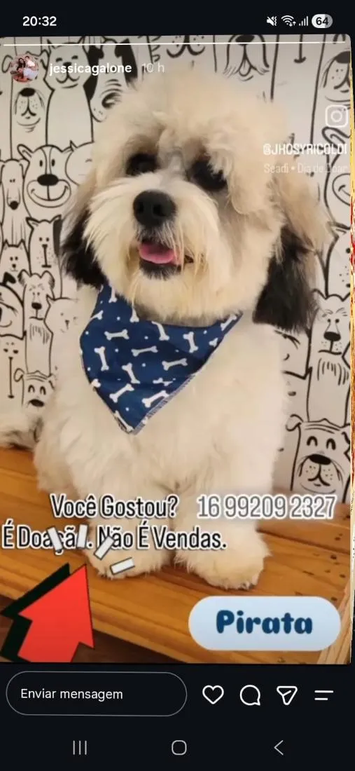 Cachorro raça SRD-ViraLata idade 7 a 11 meses nome Pirata