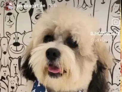 Cachorro raça SRD-ViraLata idade 7 a 11 meses nome Pirata