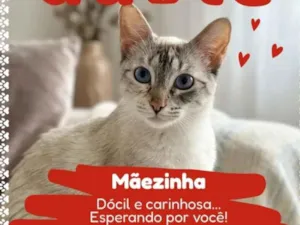 Gato raça Siamês idade 7 a 11 meses nome Safira
