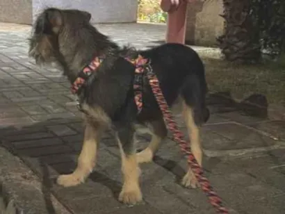 Cachorro raça SRD-ViraLata idade 2 a 6 meses nome sem nome