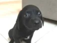 Otto 
