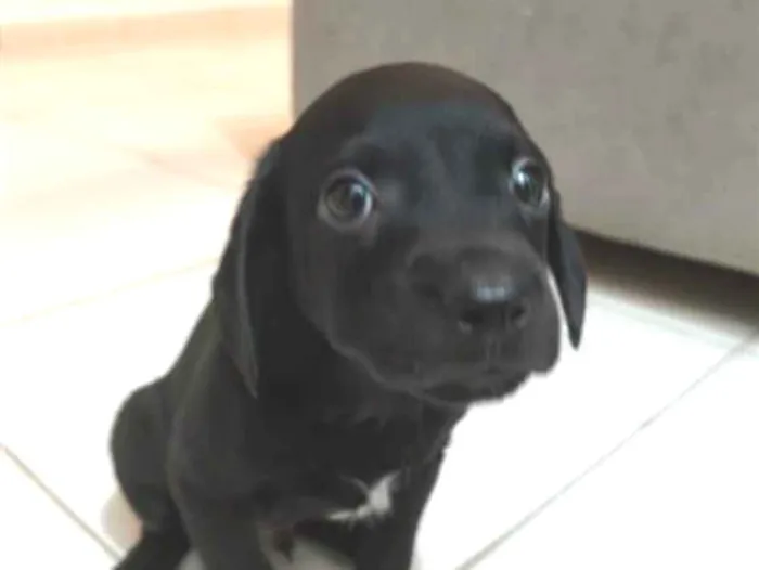 Cachorro raça SRD-ViraLata idade Abaixo de 2 meses nome Otto 