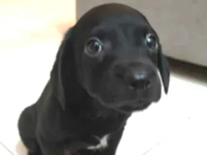 Cachorro raça SRD-ViraLata idade Abaixo de 2 meses nome Otto 