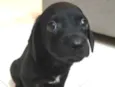 Otto