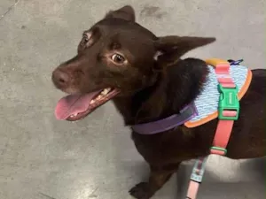 Cachorro raça SRD-ViraLata idade 1 ano nome Mel