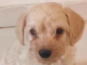 Cachorro raça SRD-ViraLata idade Abaixo de 2 meses nome Júnior 
