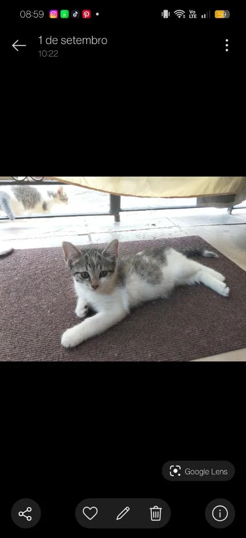 Gato raça SRD-ViraLata idade 2 a 6 meses nome Nina
