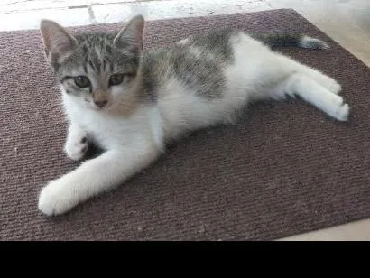Gato raça SRD-ViraLata idade 2 a 6 meses nome Nina