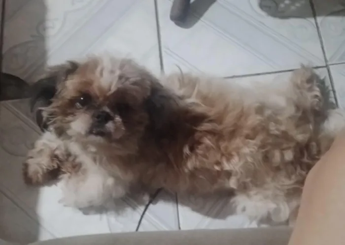 Cachorro raça Shitzu idade 2 anos nome Stallone