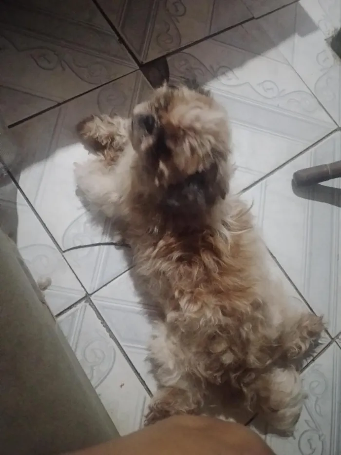 Cachorro raça Shitzu idade 2 anos nome Stallone