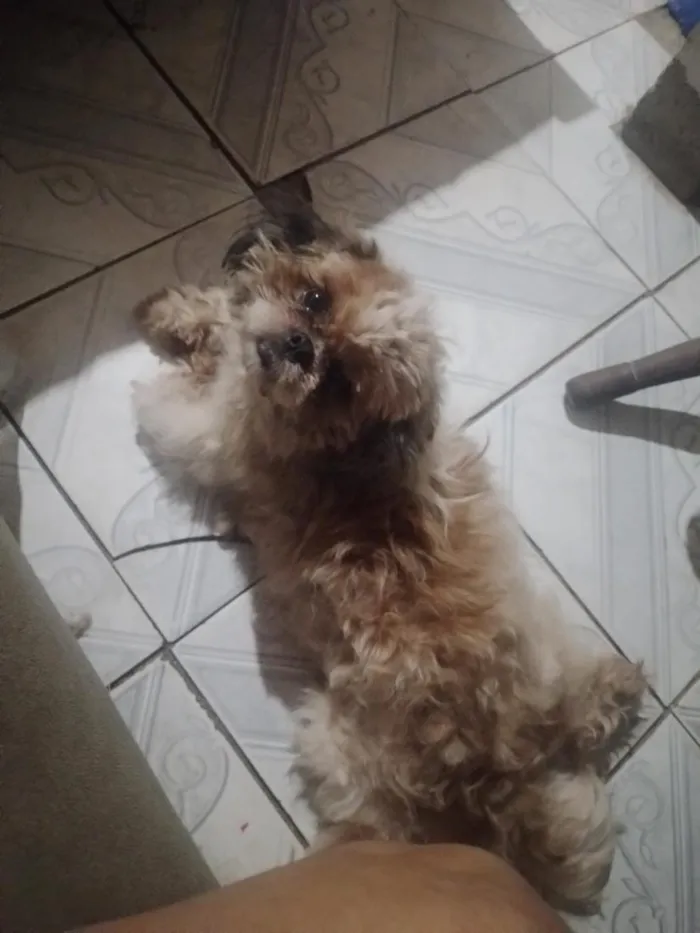 Cachorro raça Shitzu idade 2 anos nome Stallone
