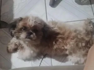 Cachorro raça Shitzu idade 2 anos nome Stallone