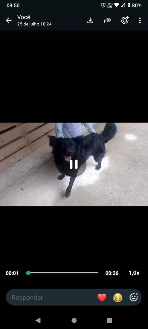 Cachorro raça SRD-ViraLata idade 1 ano nome mel