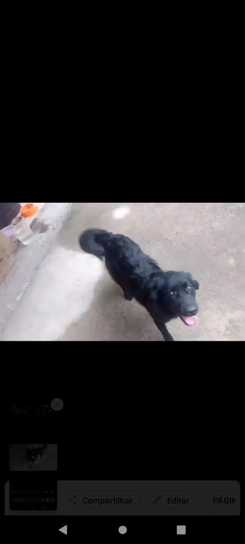 Cachorro raça SRD-ViraLata idade 1 ano nome mel