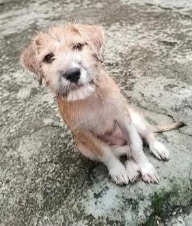 Cachorro raça SRD-ViraLata idade 2 a 6 meses nome Meg