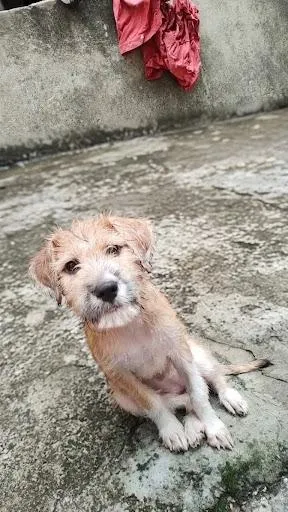 Cachorro raça SRD-ViraLata idade 2 a 6 meses nome Meg