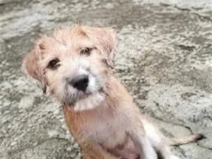 Cachorro raça SRD-ViraLata idade 2 a 6 meses nome Meg