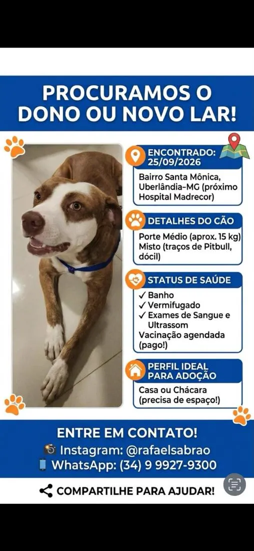 Cachorro raça SRD-ViraLata idade 2 anos nome sem nome