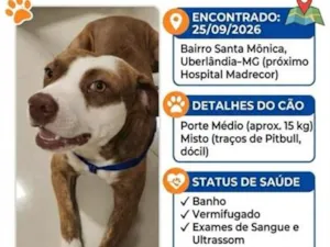 Cachorro raça SRD-ViraLata idade 2 anos nome sem nome