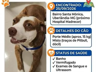 Cachorro raça SRD-ViraLata idade 2 anos nome sem nome
