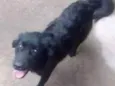 mel