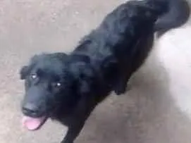 Cachorro raça SRD-ViraLata idade 1 ano nome mel