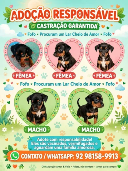 Cachorro raça SRD-ViraLata idade Abaixo de 2 meses nome não tem nome