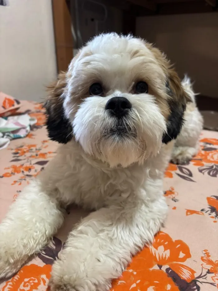 Cachorro raça Shitzu idade 1 ano nome Luck