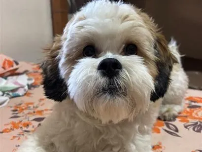 Cachorro raça Shitzu idade 1 ano nome Luck
