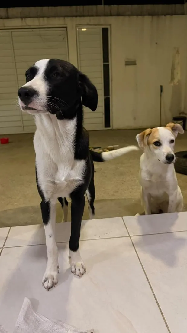 Cachorro raça SRD-ViraLata idade 7 a 11 meses nome Flora
