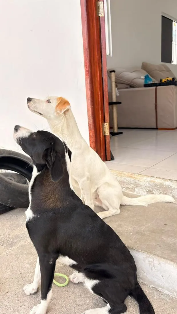 Cachorro raça SRD-ViraLata idade 7 a 11 meses nome Flora