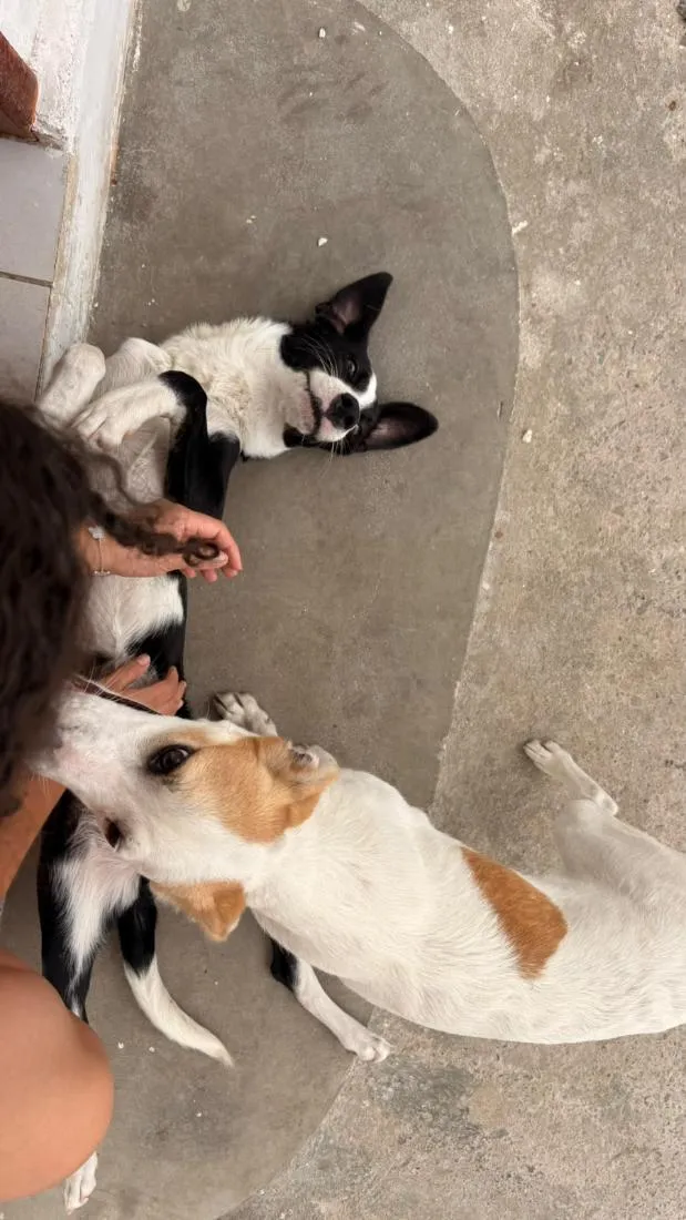 Cachorro raça SRD-ViraLata idade 7 a 11 meses nome Flora