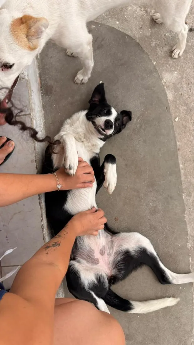 Cachorro raça SRD-ViraLata idade 7 a 11 meses nome Flora