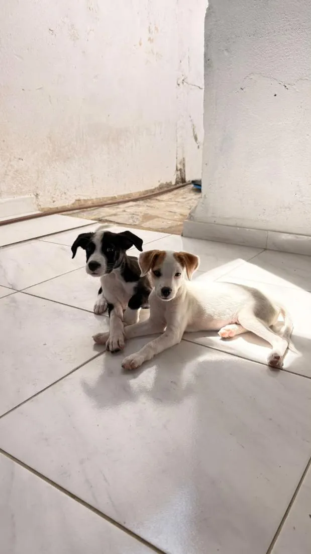 Cachorro raça SRD-ViraLata idade 7 a 11 meses nome Flora