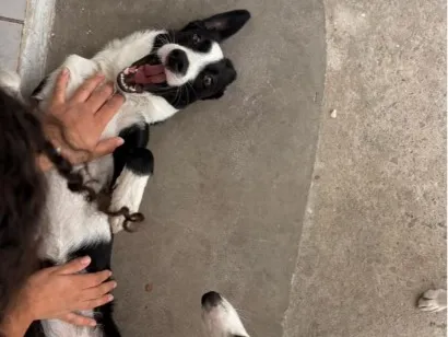 Cachorro raça SRD-ViraLata idade 7 a 11 meses nome Flora