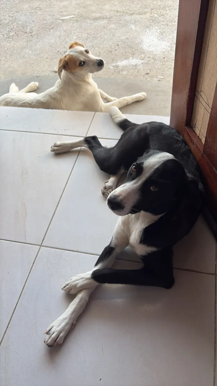 Cachorro raça SRD-ViraLata idade 7 a 11 meses nome Flora
