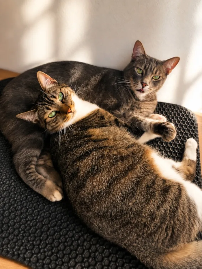 Gato raça SRD-ViraLata idade 2 anos nome Mari e Fumacinha