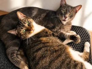 Gato raça SRD-ViraLata idade 2 anos nome Mari e Fumacinha
