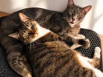 Gato raça SRD-ViraLata idade 2 anos nome Mari e Fumacinha