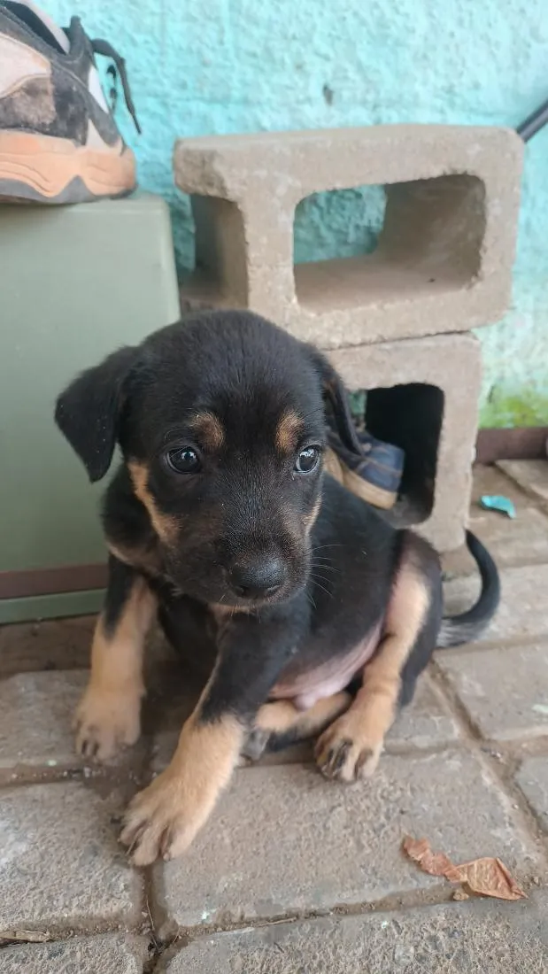 Cachorro raça Fila idade Abaixo de 2 meses nome bayo